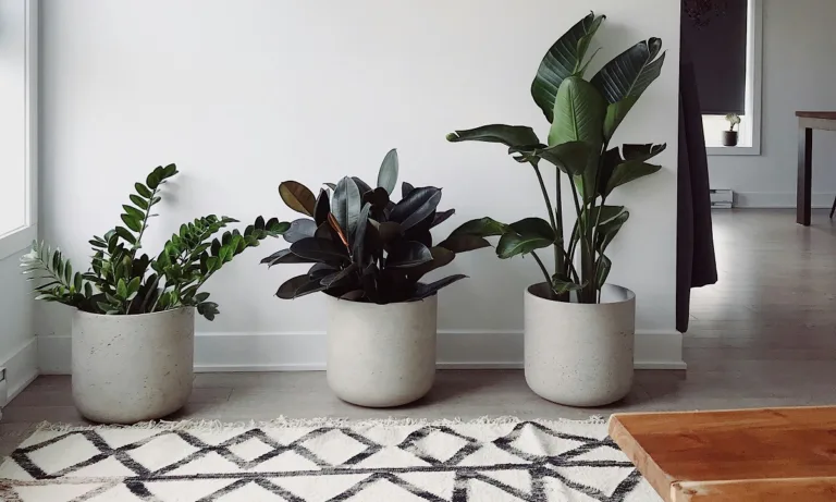 Τα 5 καλύτερα φυτά εσωτερικού χώρου που δε χρειάζονται ηλιακό φως