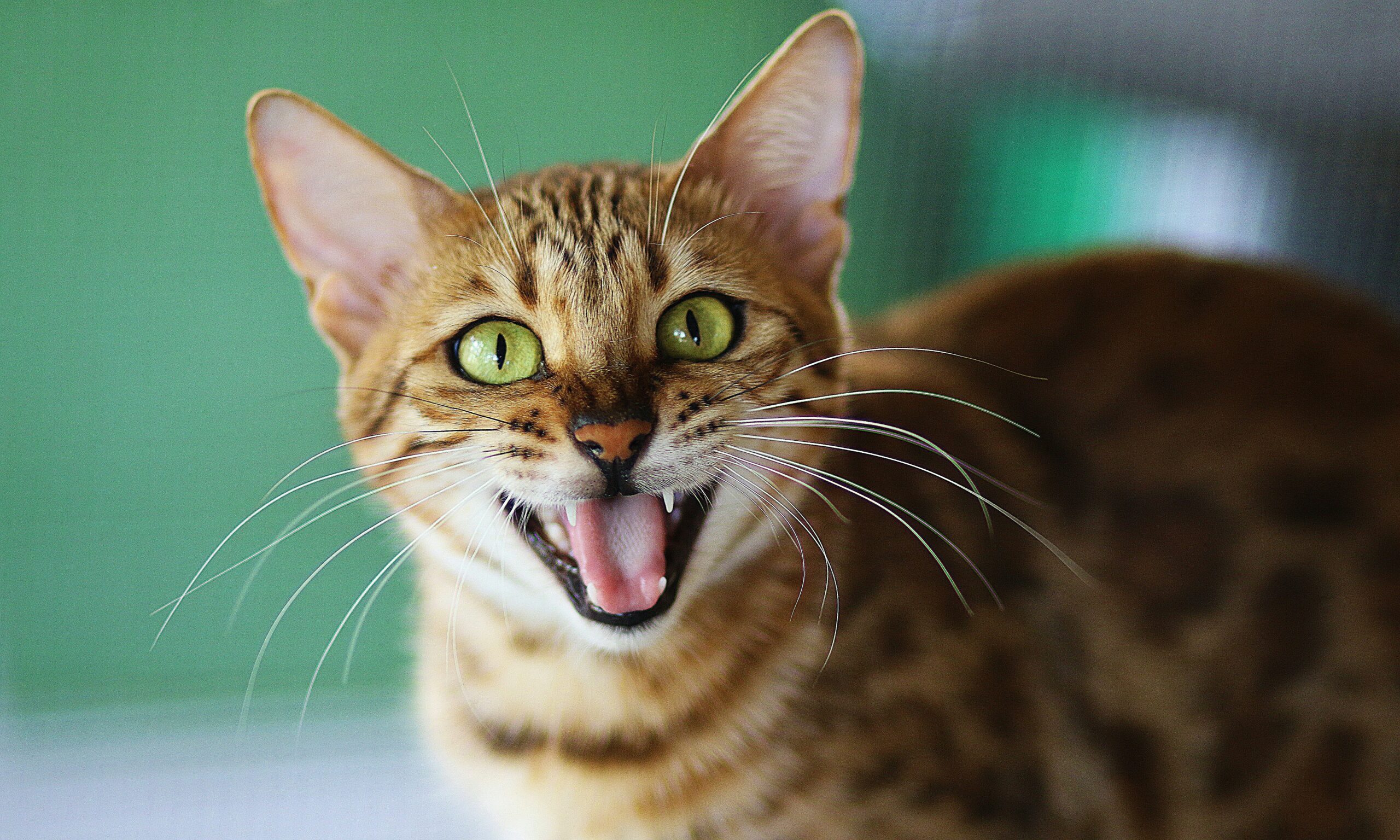 Αυτός είναι ο λόγος που η γάτα σου σε δαγκώνει σύμφωνα με τους ειδικούς