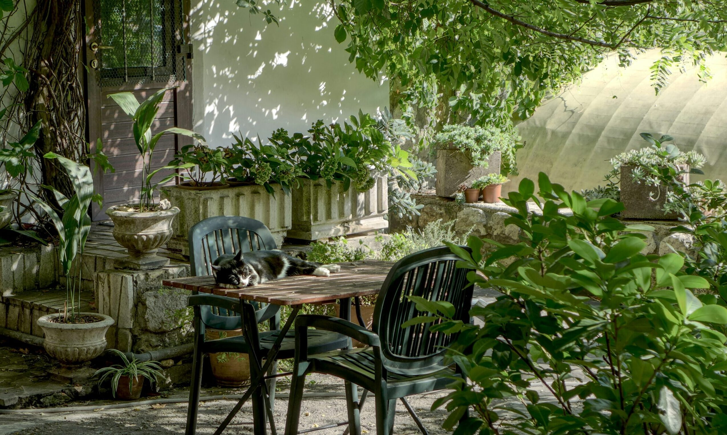 Αυτό το πολύχρωμο λουλούδι απομακρύνει τα παράσιτα από τον κήπο σου