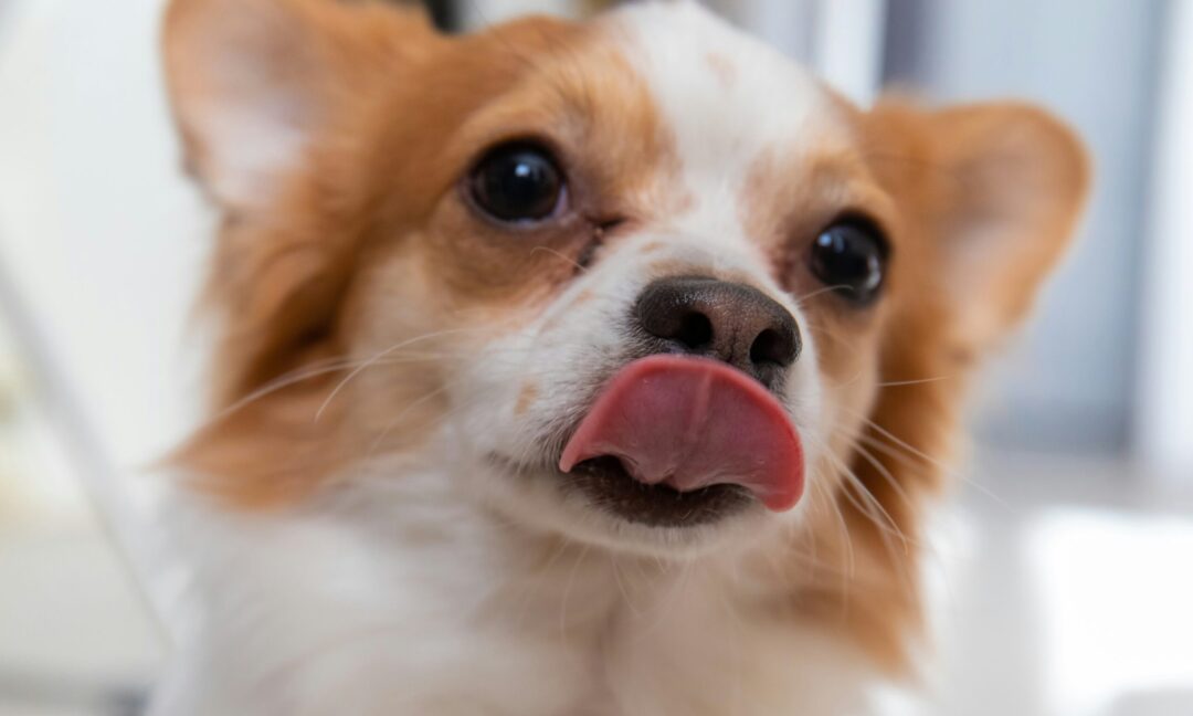 Ο πραγματικός λόγος που ο σκύλος σου ξαπλώνει στα πόδια σου