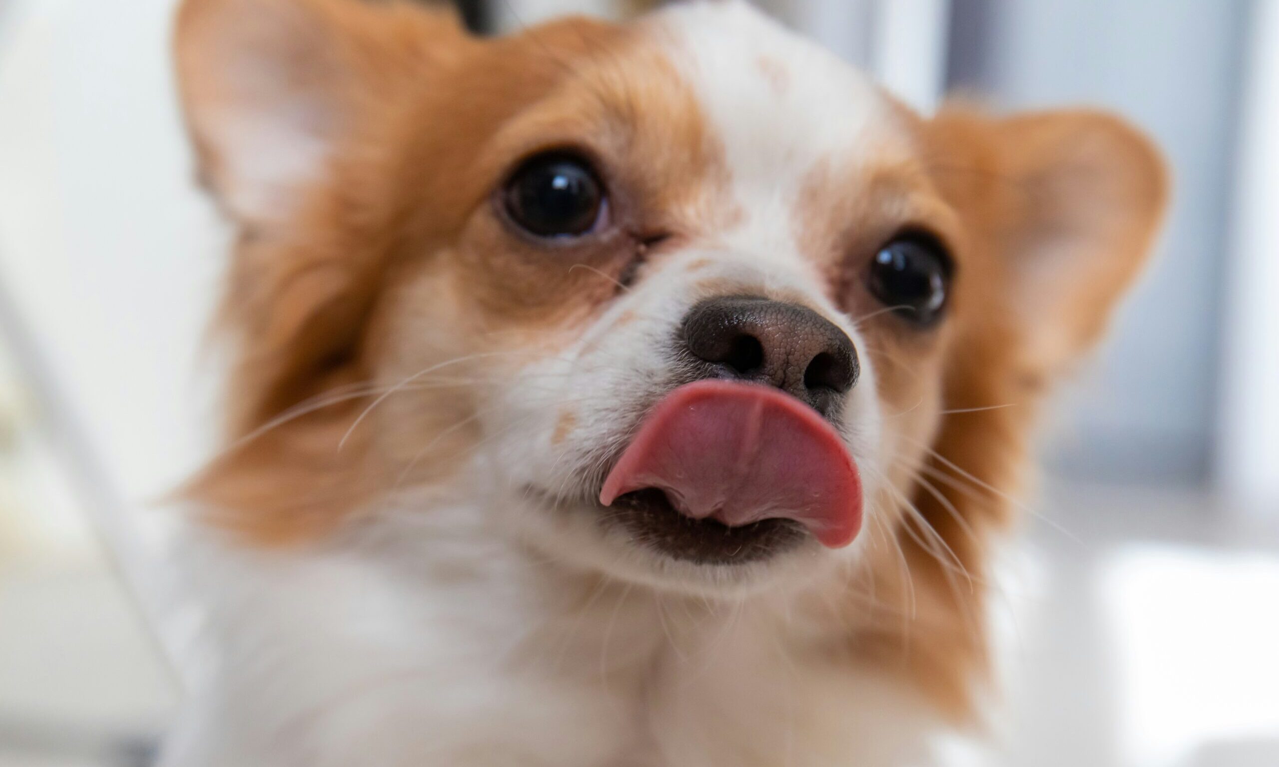 Δεν προσπαθεί να σε φιλήσει – Για ποιο λόγο ο σκύλος σου γλείφει το πρόσωπό σου