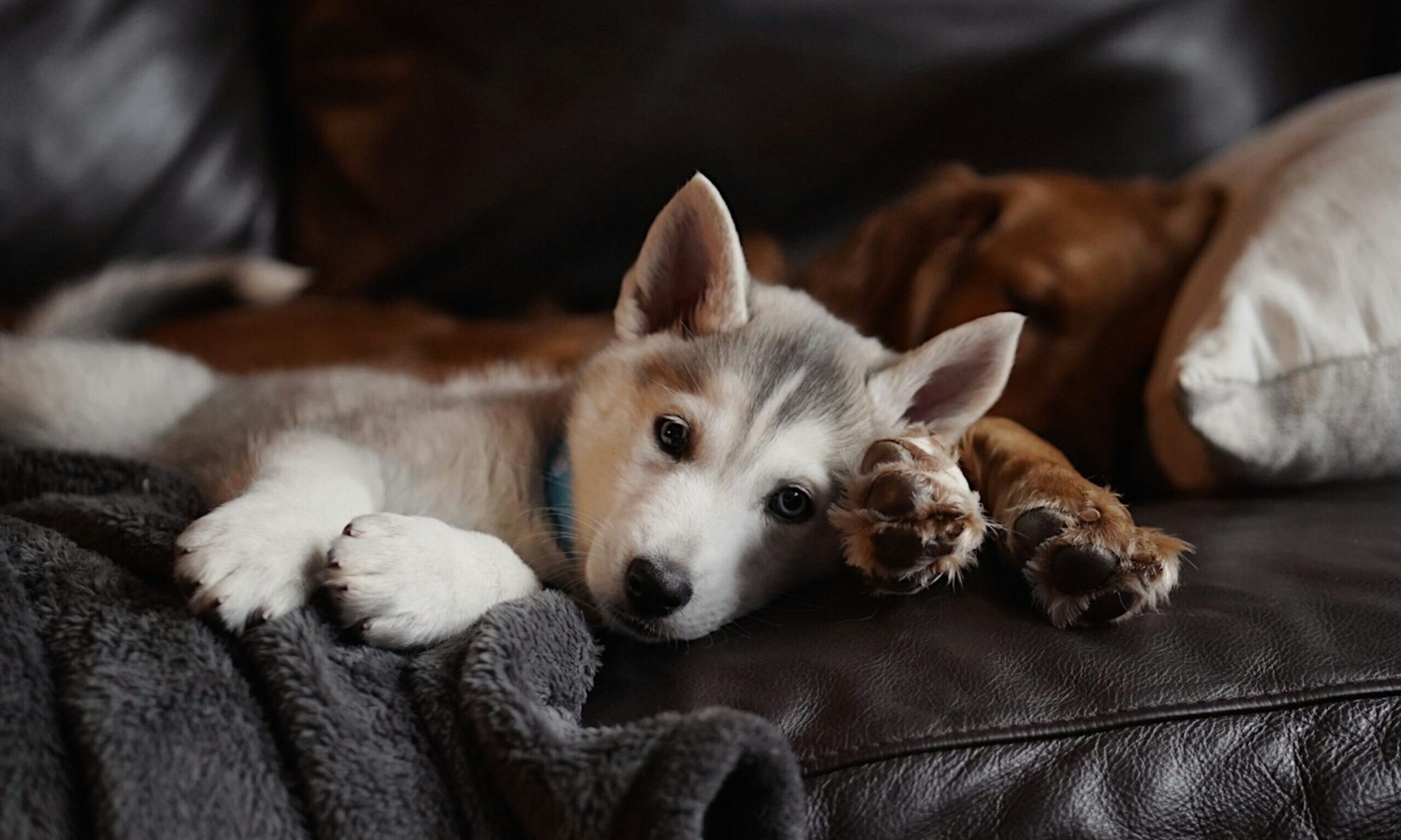 Ο πραγματικός λόγος που ο σκύλος σου ξαπλώνει στα πόδια σου