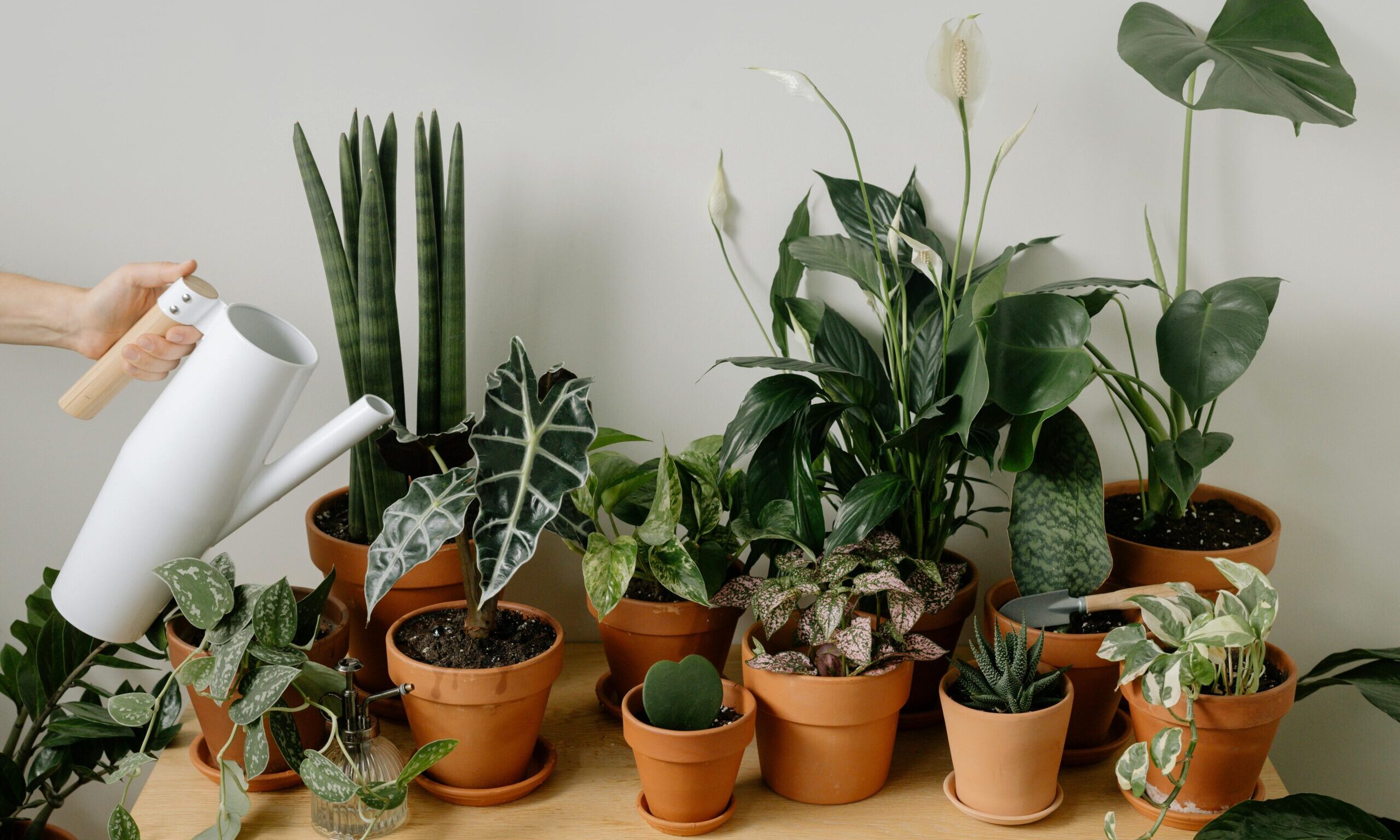 NASA: Το φυτό που εξαφανίζει τη μούχλα από το σπίτι και καθαρίζει τον αέρα