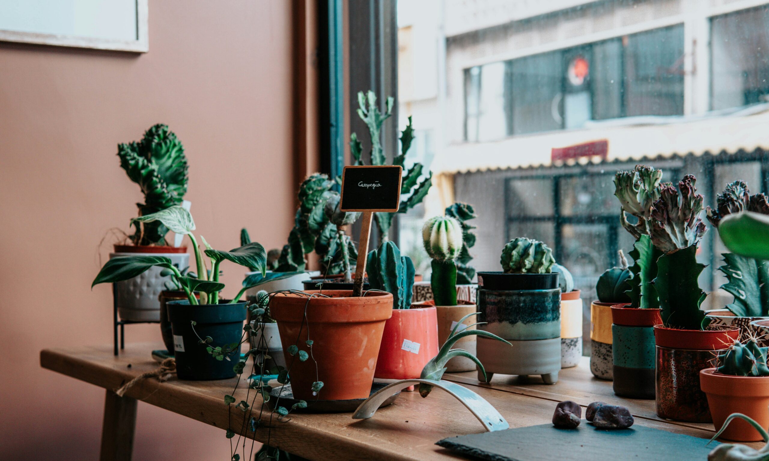 Φενγκ Σούι: Τα 3 δημοφιλή φυτά που φέρνουν κακή τύχη στο σπίτι σου