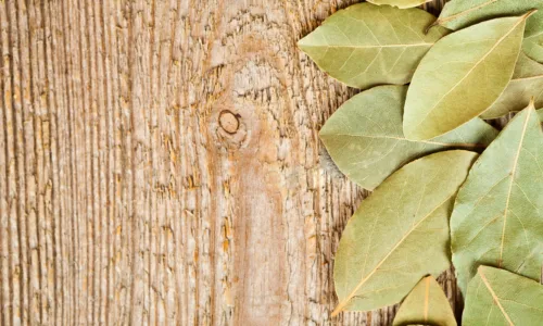 Πώς θα διώξεις τις κατσαρίδες από το σπίτι σου με φύλλα δάφνης