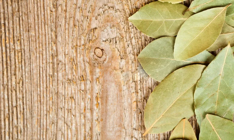 Πώς θα διώξεις τις κατσαρίδες από το σπίτι σου με φύλλα δάφνης