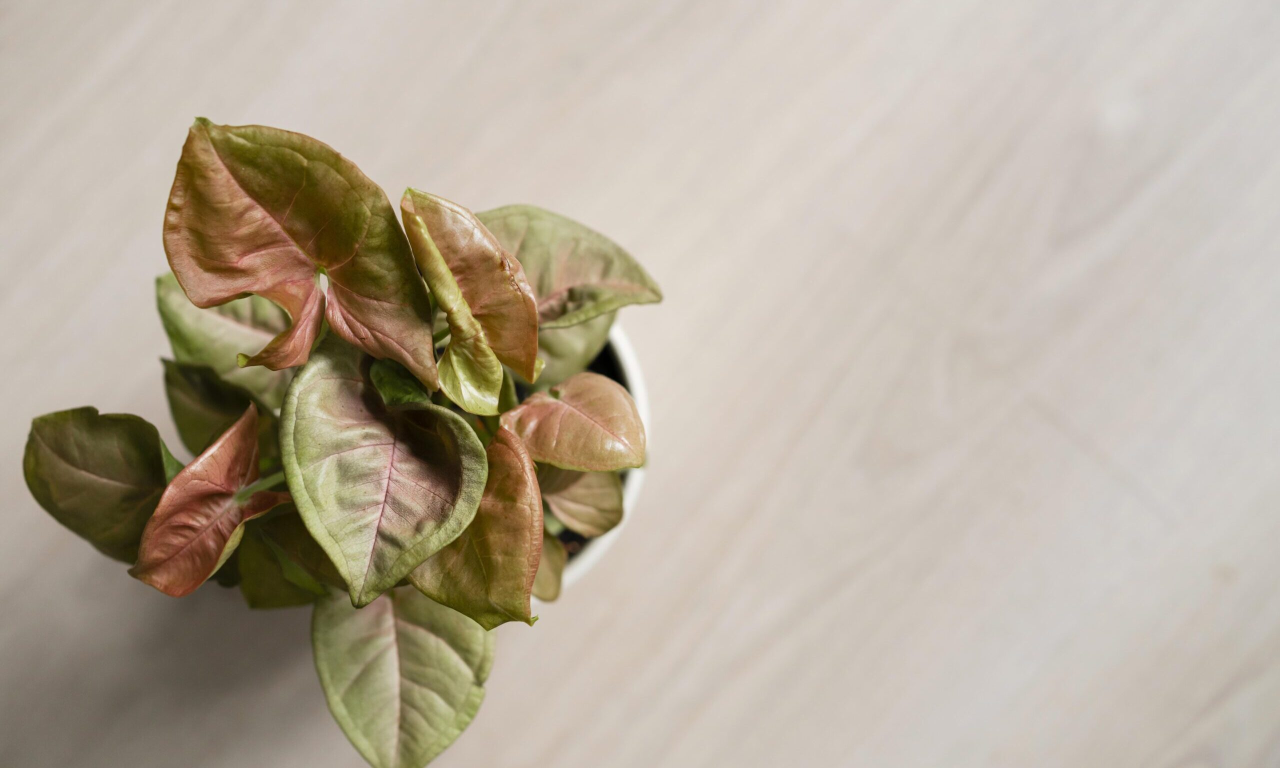 Τι σημαίνει όταν τα φύλλα των φυτών σου κιτρινίζουν