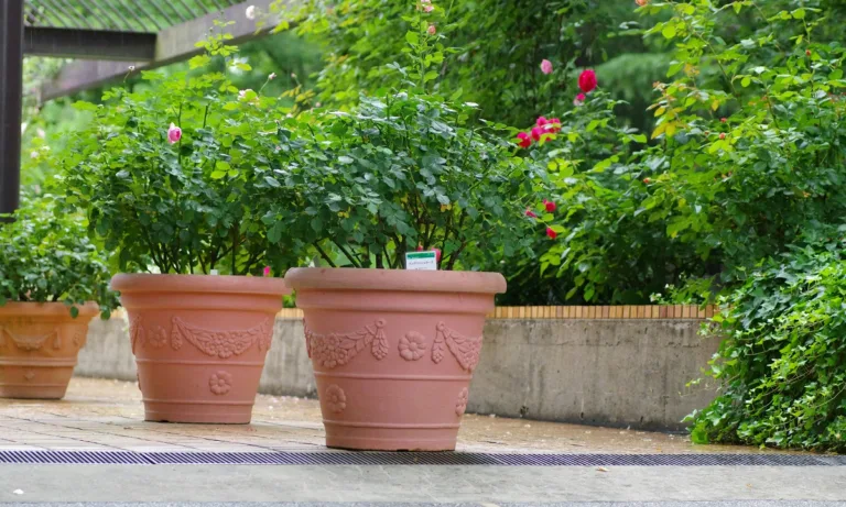 Τα 3 μυρωδικά της… τεμπέλας για να φτιάξεις μποστάνι στο μπαλκόνι σου