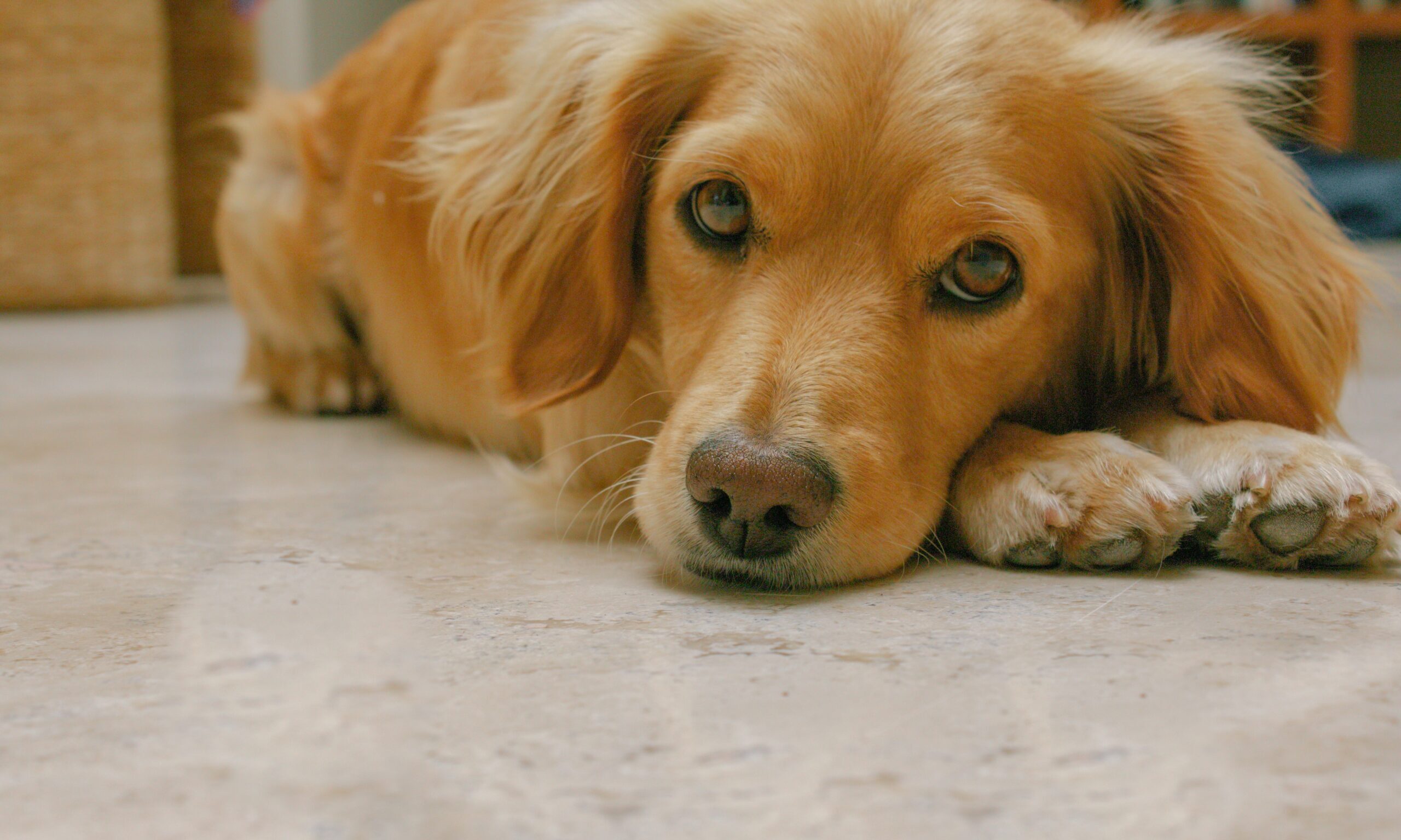 Οι σκύλοι βλέπουν στον ύπνο τους τα αφεντικά τους, σύμφωνα με ψυχολόγο του Χάρβαρντ