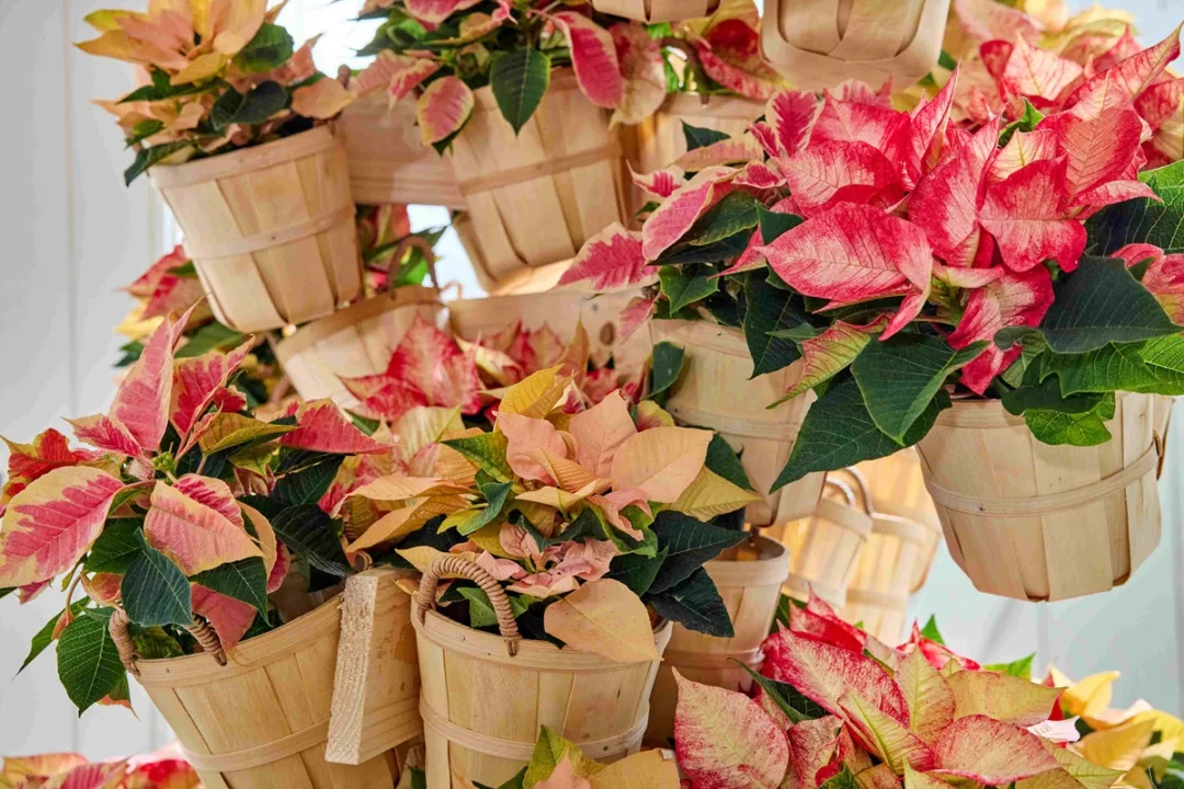 Χρήσιμες συμβουλές φροντίδας για λαμπερά αλεξανδρινά