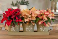 Χρήσιμες συμβουλές φροντίδας για λαμπερά αλεξανδρινά