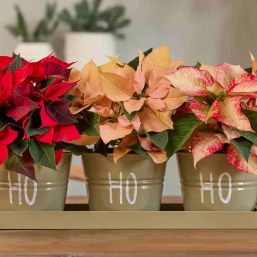 Χρήσιμες συμβουλές φροντίδας για λαμπερά αλεξανδρινά