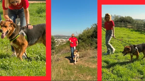 Η Purina δίπλα στα αδέσποτα της Dogs’ Voice για την Παγκόσμια Ημέρα Εθελοντισμού