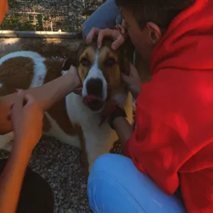 Η Purina δίπλα στα αδέσποτα της Dogs’ Voice για την Παγκόσμια Ημέρα Εθελοντισμού