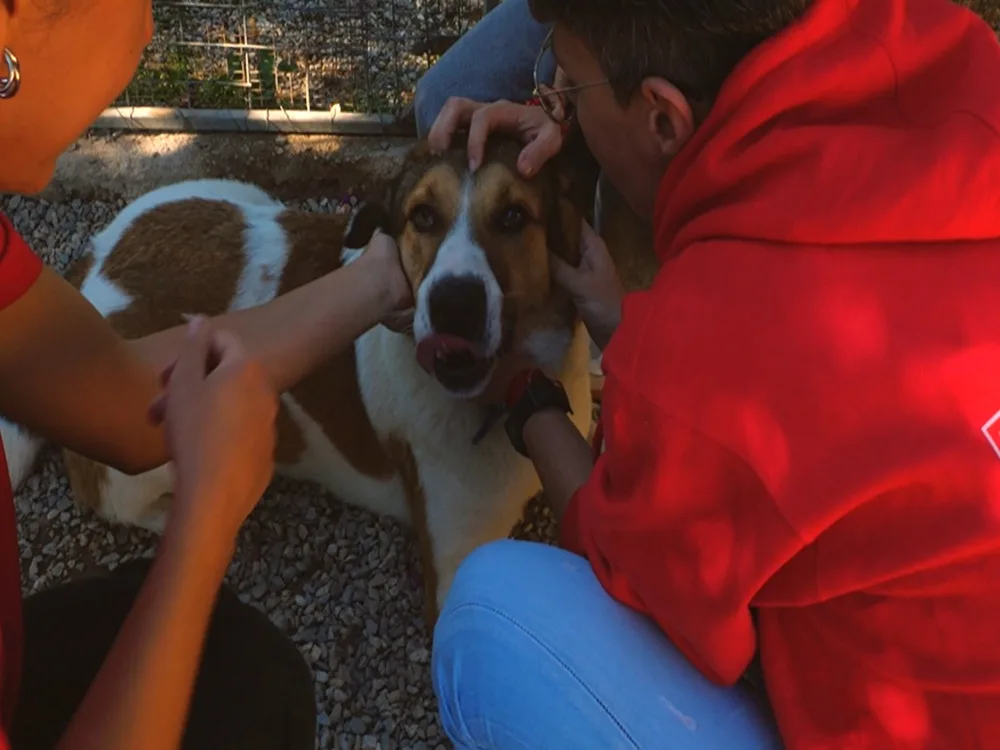 Η Purina δίπλα στα αδέσποτα της Dogs’ Voice για την Παγκόσμια Ημέρα Εθελοντισμού